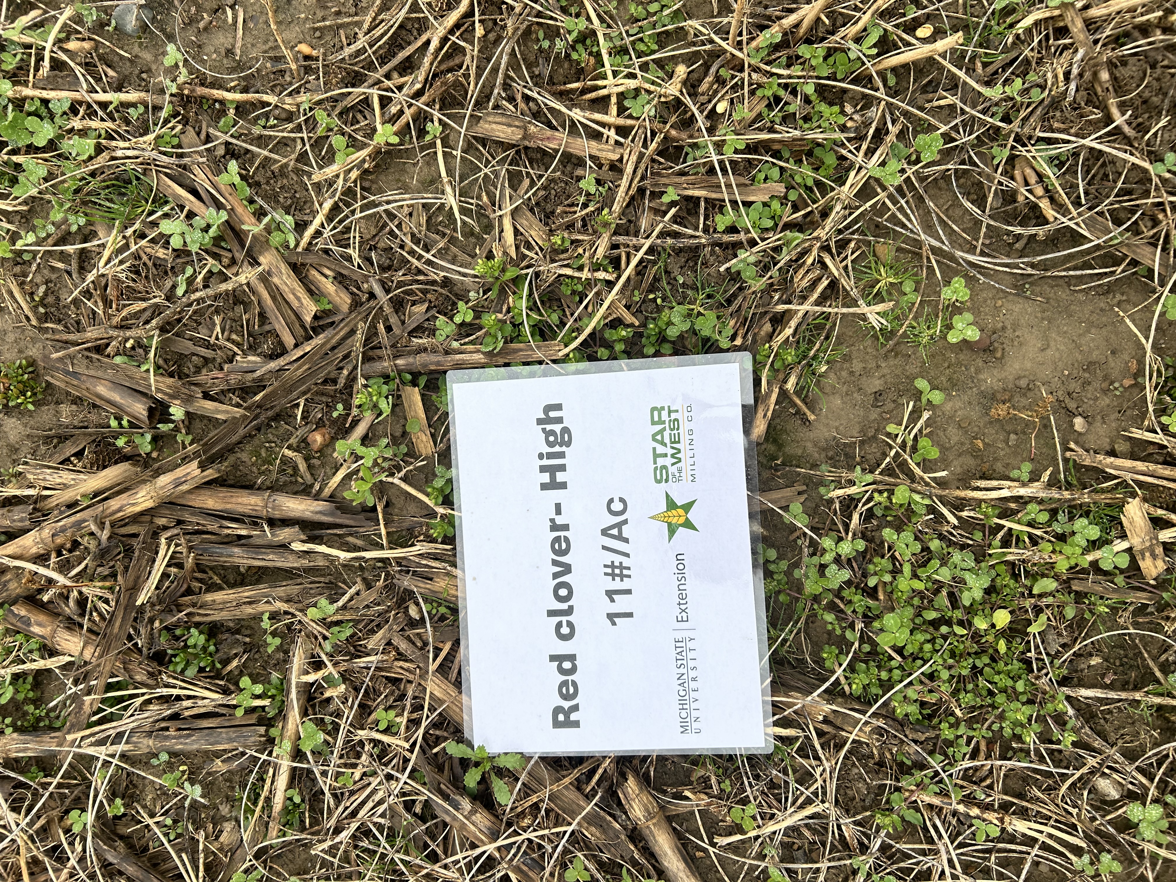 Red clover fall growth MSUE.jpg